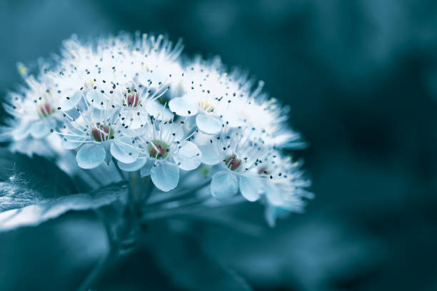 istock White spring flowers close up. Floral beautiful background. Nature. 1284549627