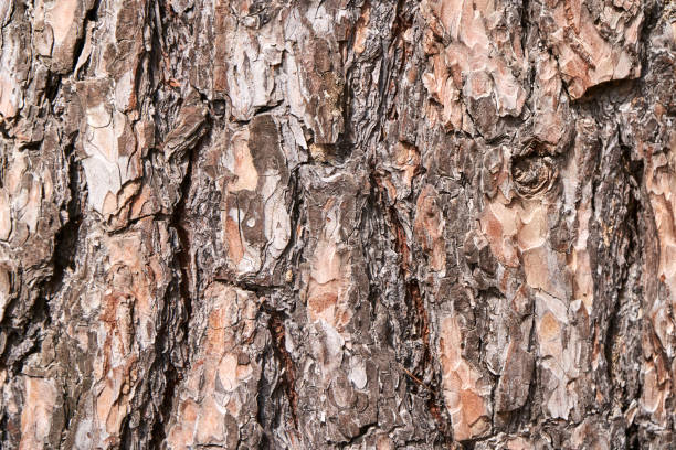 texture d’arbre d’écorce. fond en bois brun. motif de forêt rugueuse - bark elm tree oak tree wood photos et images de collection