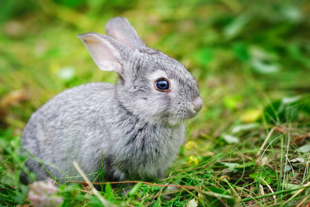 istock Lovely little rabbit close-up for calendar or postcard. 1284552173