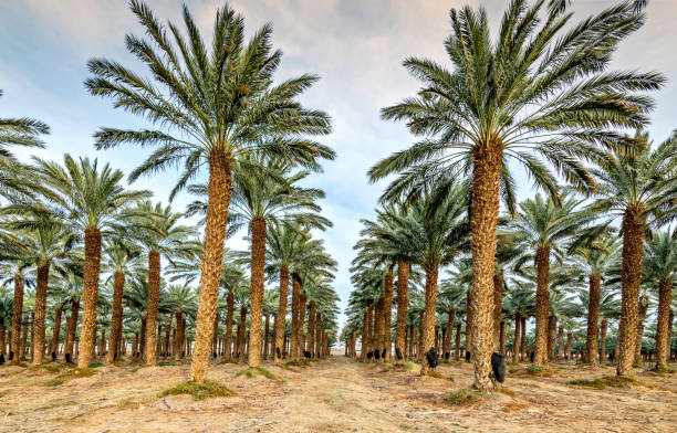 istock Plantation of date palms, Middle East 1284553315