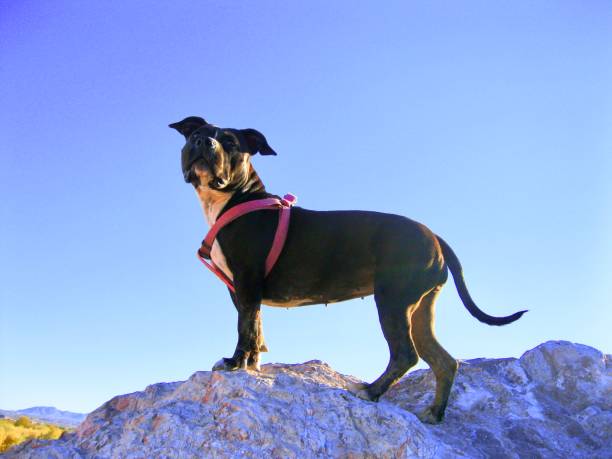 Pit-bull looking into distance.