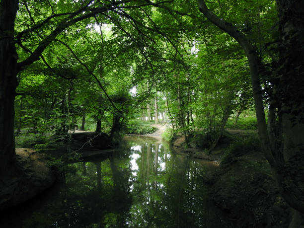 istock Luscious green trees overhanging a still lake 1284553621