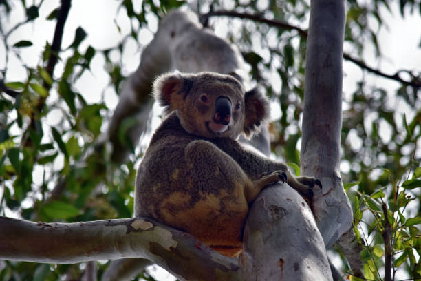 istock Cute wild koala bear is sitting on the tree in Noosa National Park 1284555165