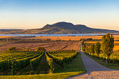 Autumn vineyards under Palava near Sonberk, South Moravia, Czech Republic