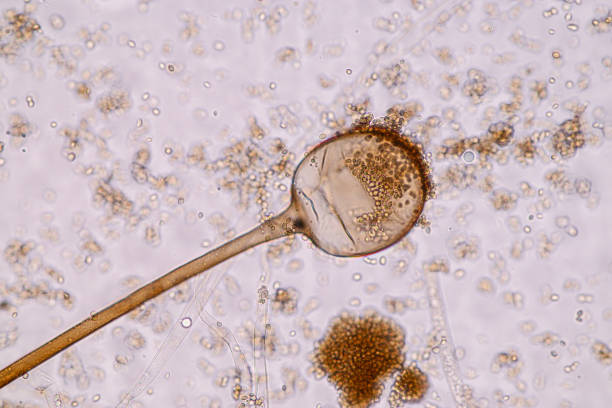 caratteristiche di rhizopus è un genere di funghi basidiomiceti appartenente al microscopio. - microscope slide foto e immagini stock