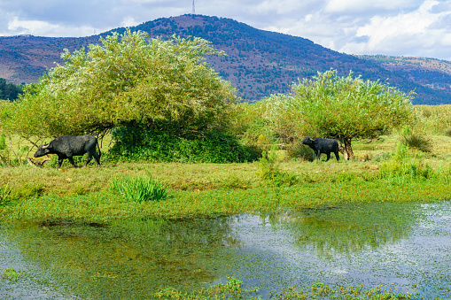 View of wetland and Asian Water Buffalo (Bubalus bubalis), in the Hula nature reserve, northern Israel