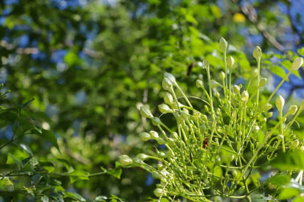 istock White Millingtonia hortensis 1284556506