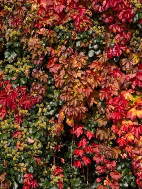 Wall of colored tree leaves red, yellow and green, nature, ecological background.