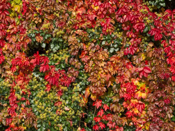 vertical wall of colored tree leaves red, yellow and green, nature colorful background.