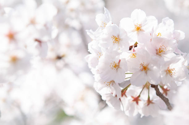 Cherry blossoms in full bloom on bright white background. Closeup image. Springtime in Japan. Cherry blossoms in full bloom on bright white background. Closeup image. Springtime in Japan. 2020 cherry tree photos stock pictures, royalty-free photos & images