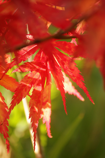 Stock photo of autumnal leaf colour of tree variety acer palmatum atropurpureum bloodgood. Red Japanese maple leaves on tree with sun shining through.