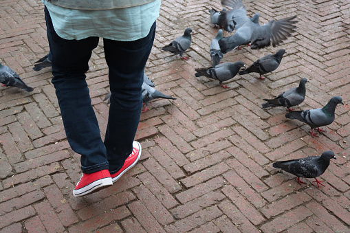 Stock photo showing flock of feral wild pigeons pecking around the feet of an unrecognisable person walking on pedestrian walkway startling the birds into flight. The pigeons are scavenging leftover crumbs, crisps, fries and any other goodies that have fallen onto the floor.