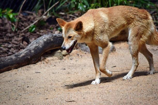 istock Australian dog dingo (Canis dingo) is walking on the sand 1284559465