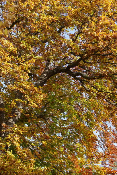 istock Colorful leaves in autumn. 1284560030