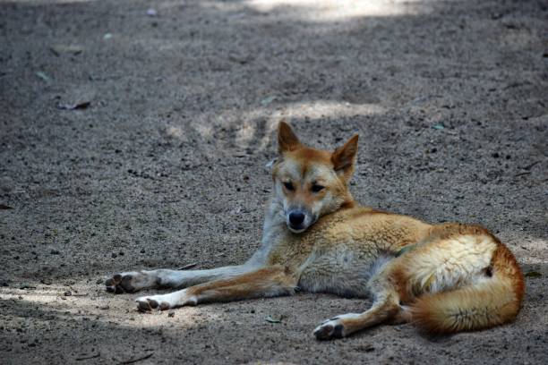 istock Australian dog dingo (Canis dingo) in Queensland 1284560252