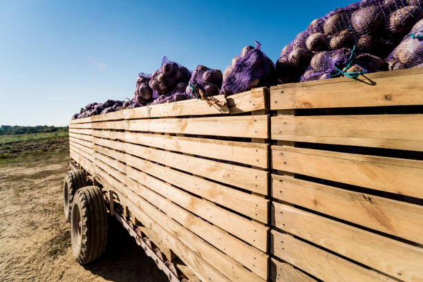 trattore al campo di raccolta delle radici di barbabietola - beet sugar tractor field foto e immagini stock