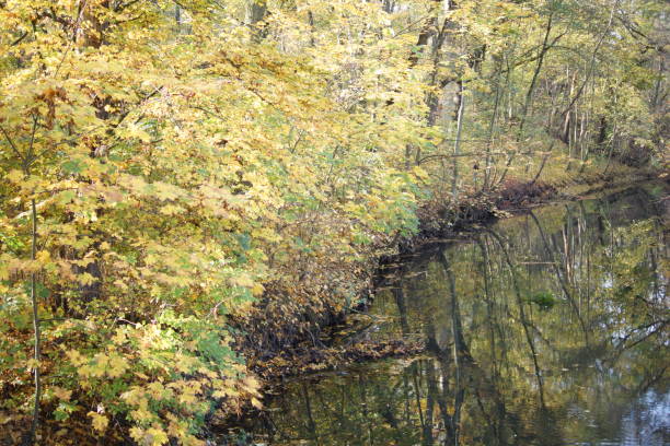 istock Colorful leaves in autumn. 1284560490