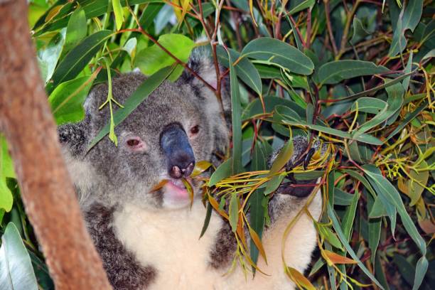 istock Cute koala sitting and eating eucalyptus on a tree branch 1284560505
