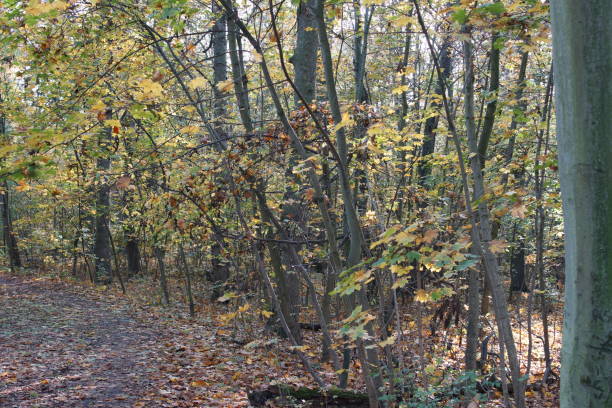 istock Colorful leaves in autumn. 1284561216