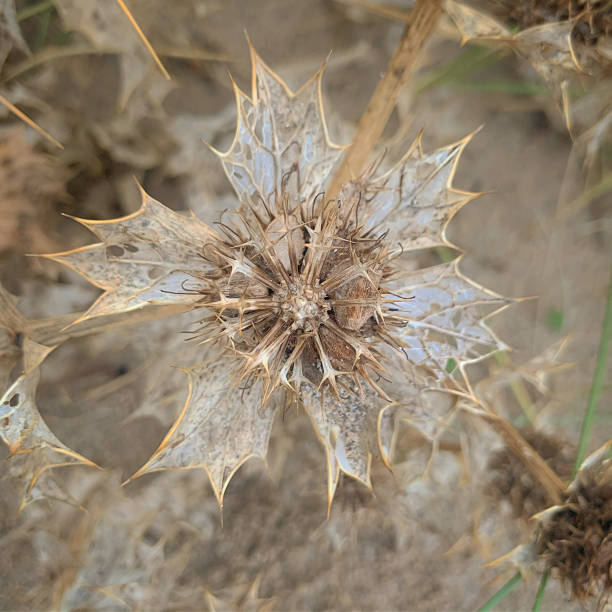 istock Jewel in The Dunes 1284561219