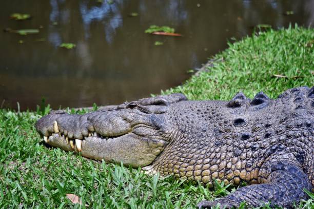 istock Crocodiles resting at crocodile farm 1284561235