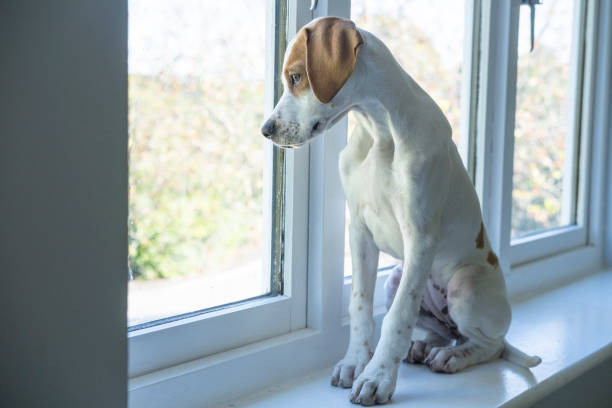 istock Pointer puppy looking out of the window 1284561722