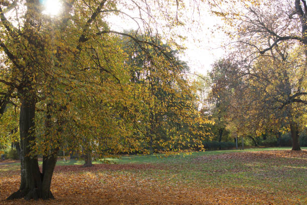 istock Colorful leaves in autumn. 1284561805