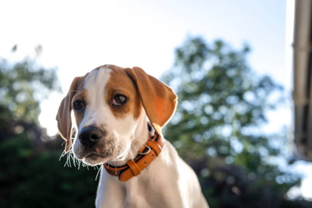 istock Close up of a Pointer puppy 1284561815