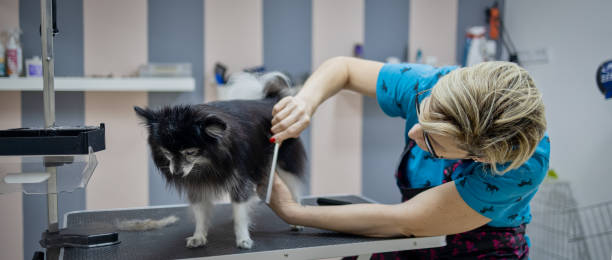 istock Female dog groomer 1284562835
