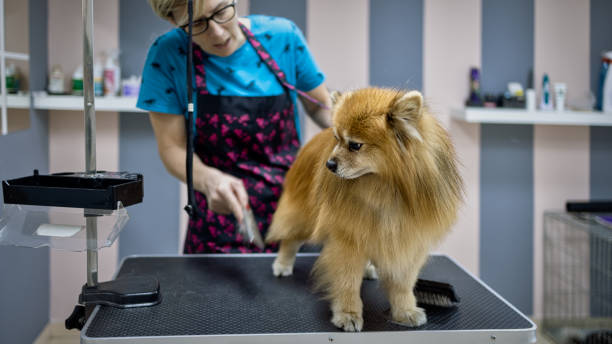 istock Female dog groomer 1284562840