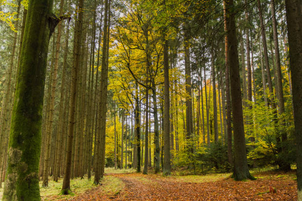 istock Autumn Yellow Wood 1284563157