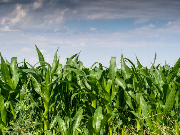 istock European Dairy Farm, Barn by Field of Corn 1284565358