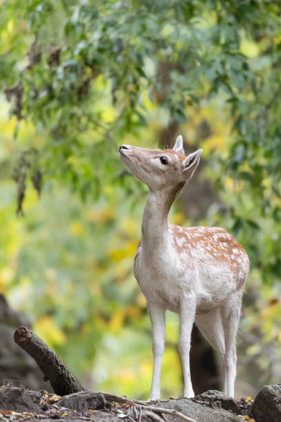 istock Fallow deer female in the autumn forest (Dama dama) 1284565565