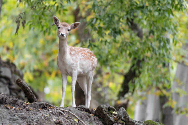 istock Beautiful portrait Fallow deer female at morning (Dama dama) 1284565571