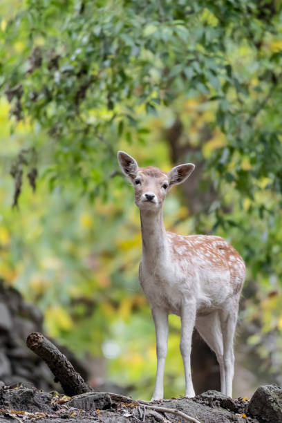 istock Fallow deer female with autumn colors on background (Dama dama) 1284565582