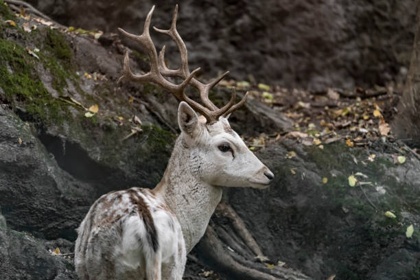 damhirschmännchen in der dämmerung (dama dama) - forest deer stag male animal stock-fotos und bilder