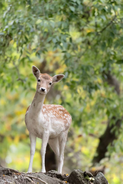All the elegance of Fallow deer female (Dama dama)