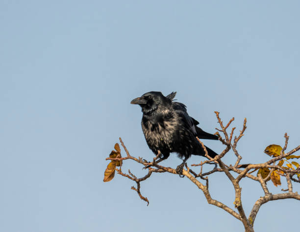 istock Wind-tousled raven on a branch with autumn leaves 1284567421