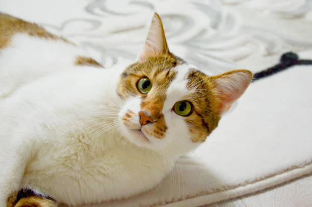 istock multicolored cat lies on a white carpet and looking at the camera 1284567564