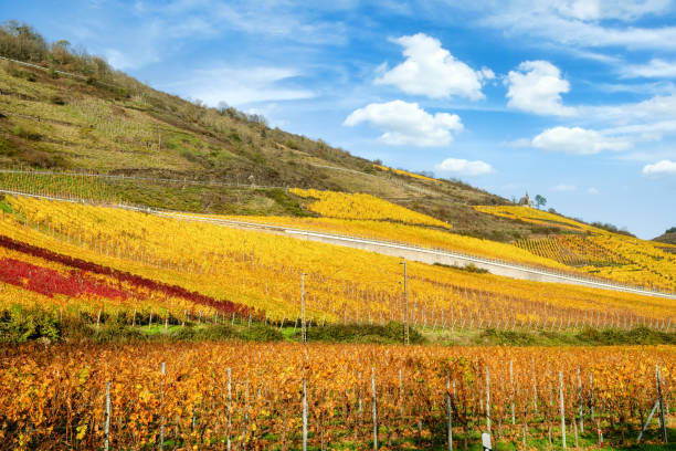 istock Autumnal vineyards at the Moselle in Germany 1284567634