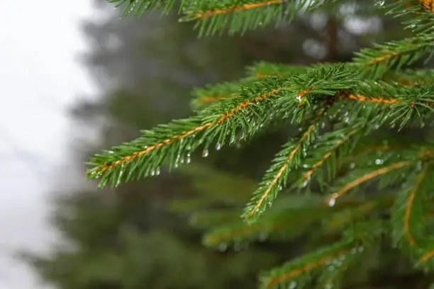 a fir branch in close-up in december