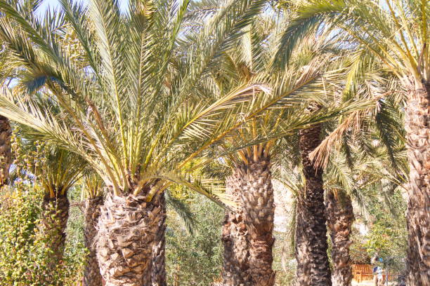 istock Lush forest of colorful palm trees 1284568902