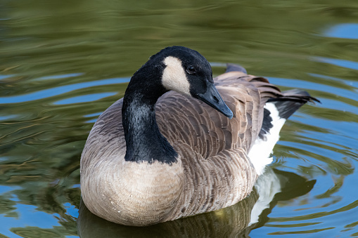 Migratory birds of Colorado. Cackling Goose in a clear water lake.