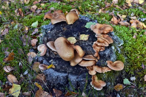 istock Mushroom panus conchatus lentinus 1284569949