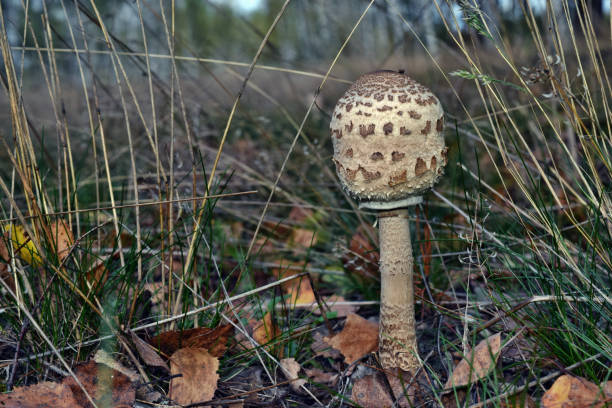 istock One edible parasol mushroom is growing in the forest 1284570007