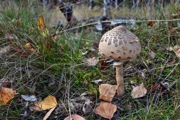 istock One edible parasol mushroom is growing in the forest 1284570065