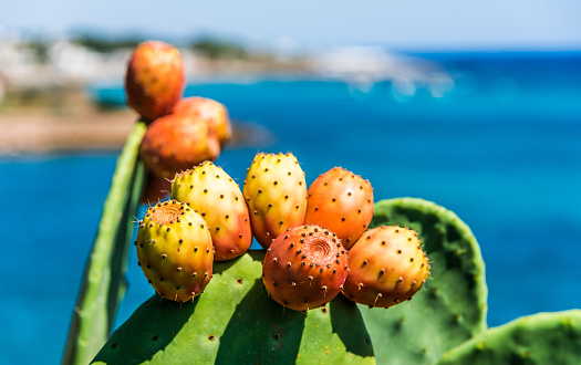 Plant of prickly pear cactus (Opuntia ficus-indica) with fruits. Sardinia. Italy.