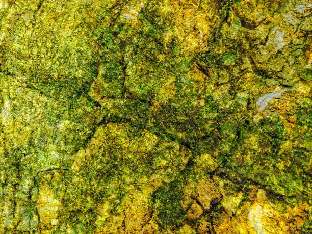 istock green moss on old cracked and dirty wall using for abstract background 1284571944