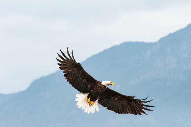 istock Bald eagle close up flying with grey mountains in the background 1284573234