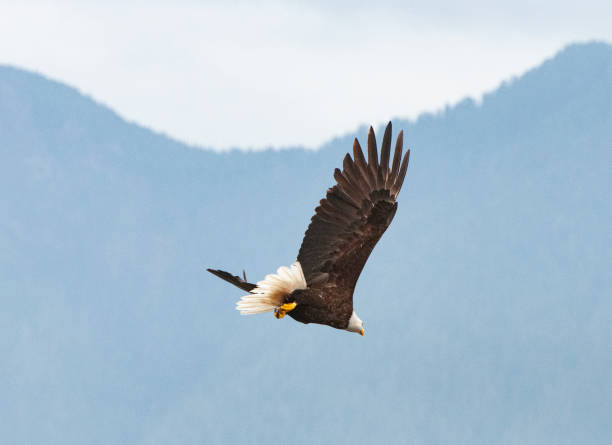 istock Bald eagle close up flying with grey mountains in the background 1284573238